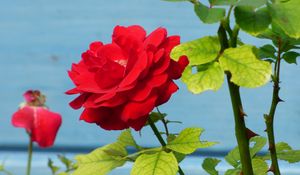 Preview wallpaper rose, flower, bud, petals