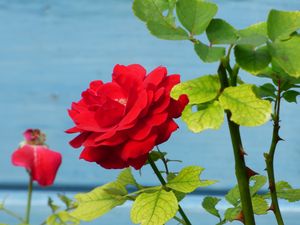 Preview wallpaper rose, flower, bud, petals