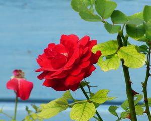 Preview wallpaper rose, flower, bud, petals