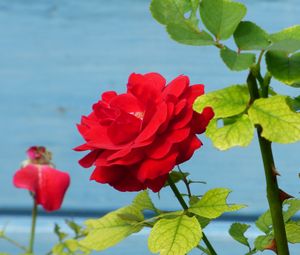 Preview wallpaper rose, flower, bud, petals