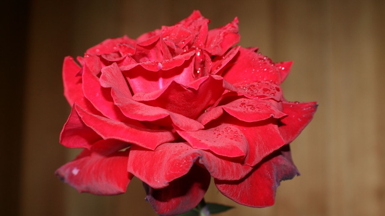 Wallpaper rose, flower, bud, petals