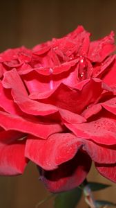 Preview wallpaper rose, flower, bud, petals