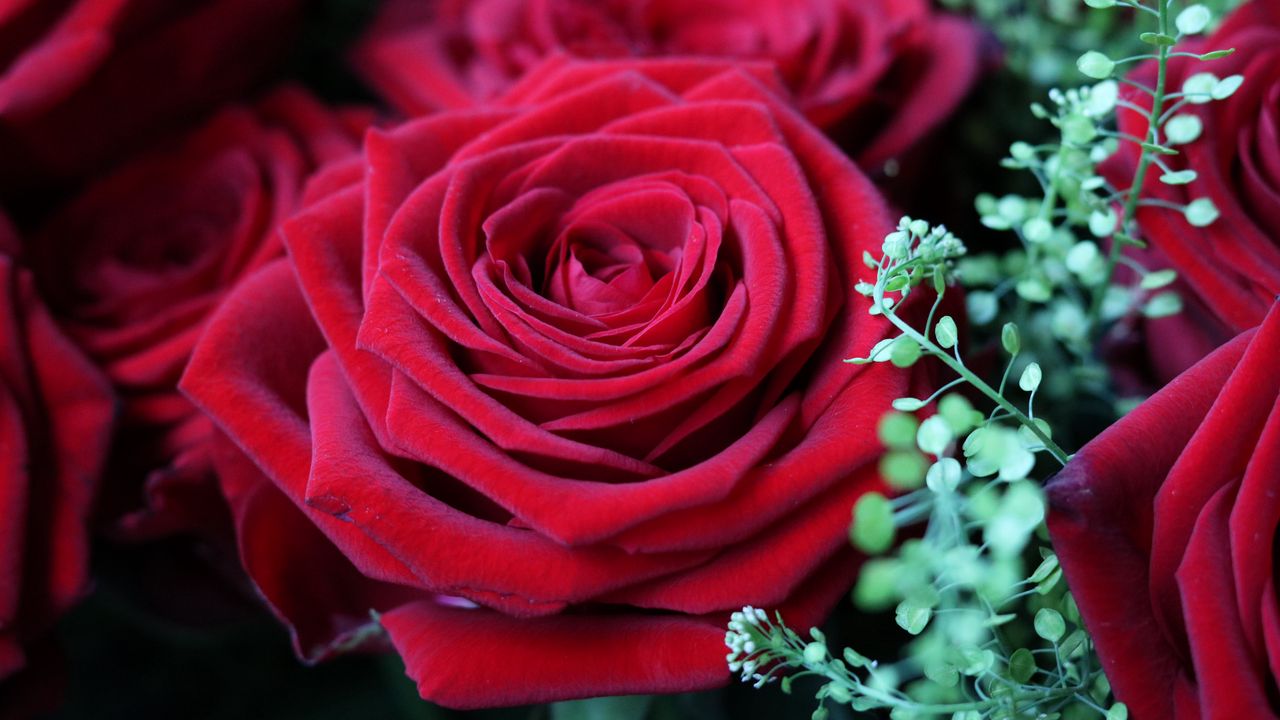 Wallpaper rose, flower, bud, red