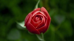 Preview wallpaper rose, flower, bud, blur