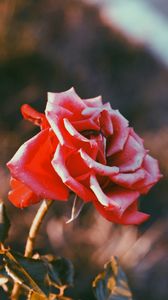 Preview wallpaper rose, flower, bud, blur