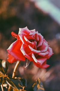 Preview wallpaper rose, flower, bud, blur