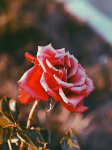 Preview wallpaper rose, flower, bud, blur