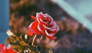 Preview wallpaper rose, flower, bud, blur