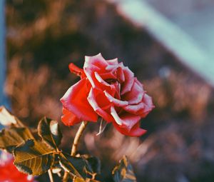 Preview wallpaper rose, flower, bud, blur