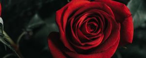Preview wallpaper rose, flower, bud, red