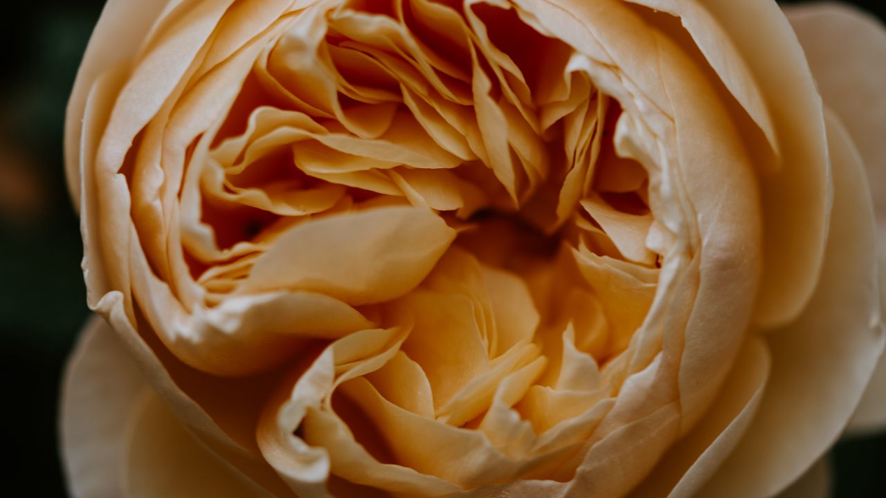 Wallpaper rose, flower, bud, bloom, petals, macro