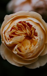 Preview wallpaper rose, flower, bud, bloom, petals, macro