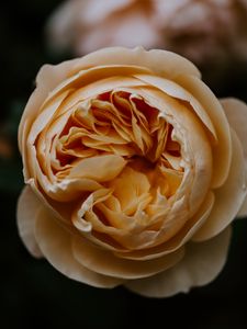 Preview wallpaper rose, flower, bud, bloom, petals, macro