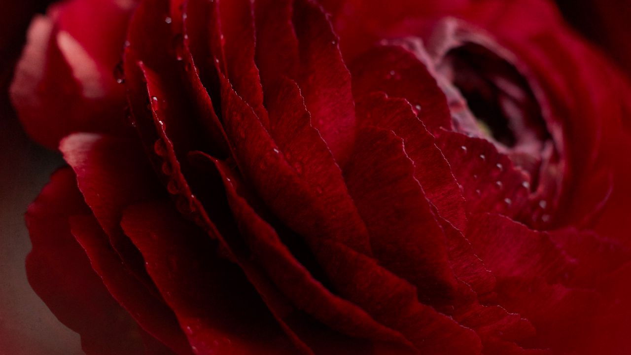 Wallpaper rose, flower, bud, macro, drops