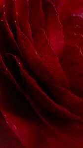 Preview wallpaper rose, flower, bud, macro, drops