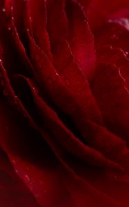 Preview wallpaper rose, flower, bud, macro, drops