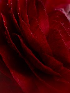 Preview wallpaper rose, flower, bud, macro, drops