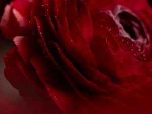 Preview wallpaper rose, flower, bud, macro, drops