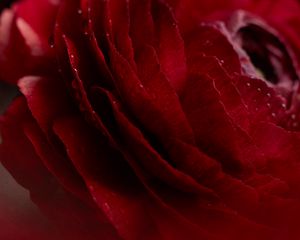Preview wallpaper rose, flower, bud, macro, drops