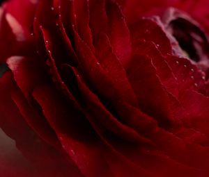 Preview wallpaper rose, flower, bud, macro, drops