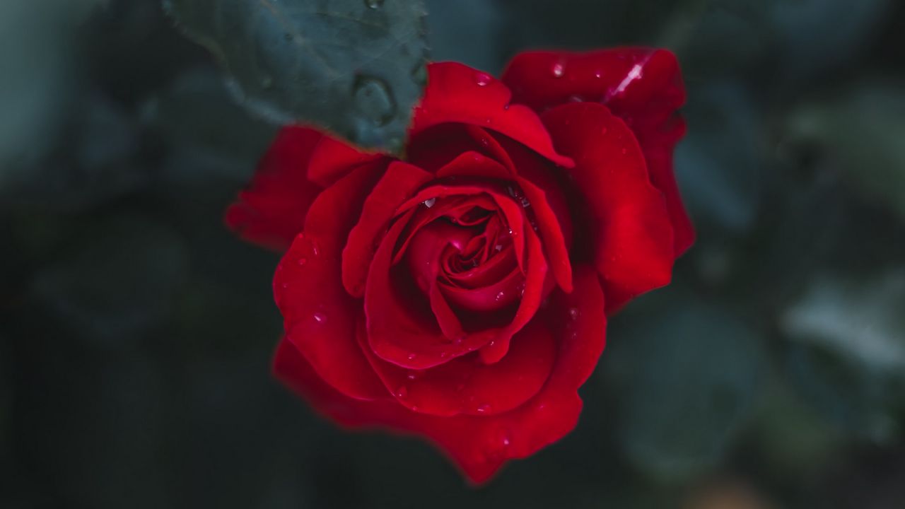 Wallpaper rose, flower, bud, bloom, red