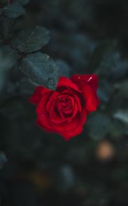 Preview wallpaper rose, flower, bud, bloom, red