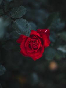 Preview wallpaper rose, flower, bud, bloom, red