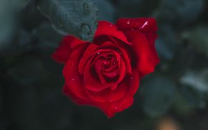 Preview wallpaper rose, flower, bud, bloom, red