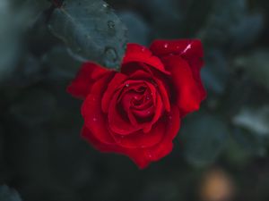 Preview wallpaper rose, flower, bud, bloom, red