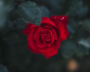 Preview wallpaper rose, flower, bud, bloom, red