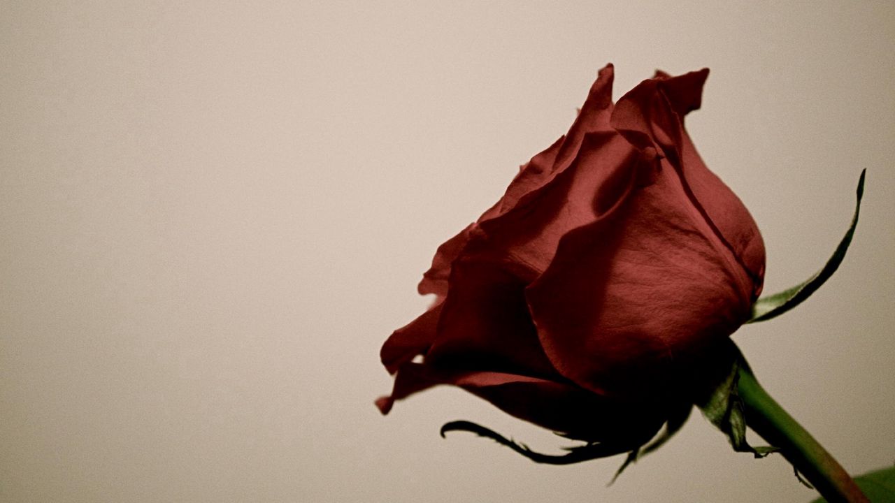 Wallpaper rose, flower, bud, stem