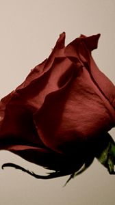 Preview wallpaper rose, flower, bud, stem