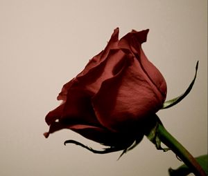 Preview wallpaper rose, flower, bud, stem