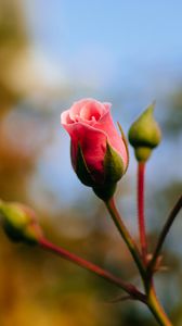 Preview wallpaper rose, flower, bud, pink, macro