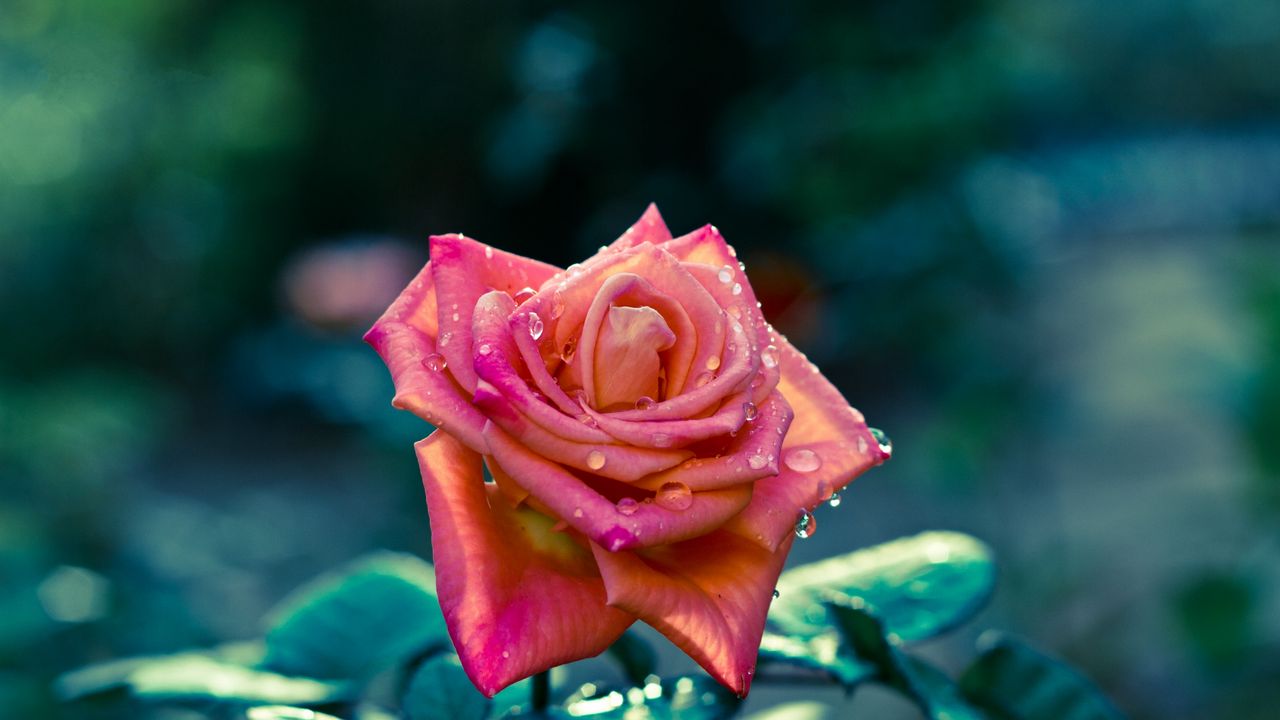 Wallpaper rose, flower, bud, leaf, drops, sharp