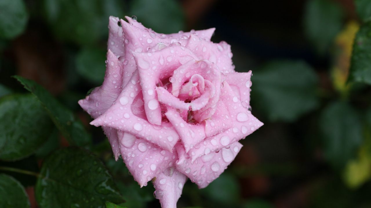 Wallpaper rose, flower, bud, drops, mildew, leaf