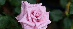 Preview wallpaper rose, flower, bud, drops, mildew, leaf