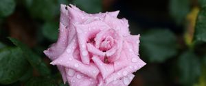 Preview wallpaper rose, flower, bud, drops, mildew, leaf