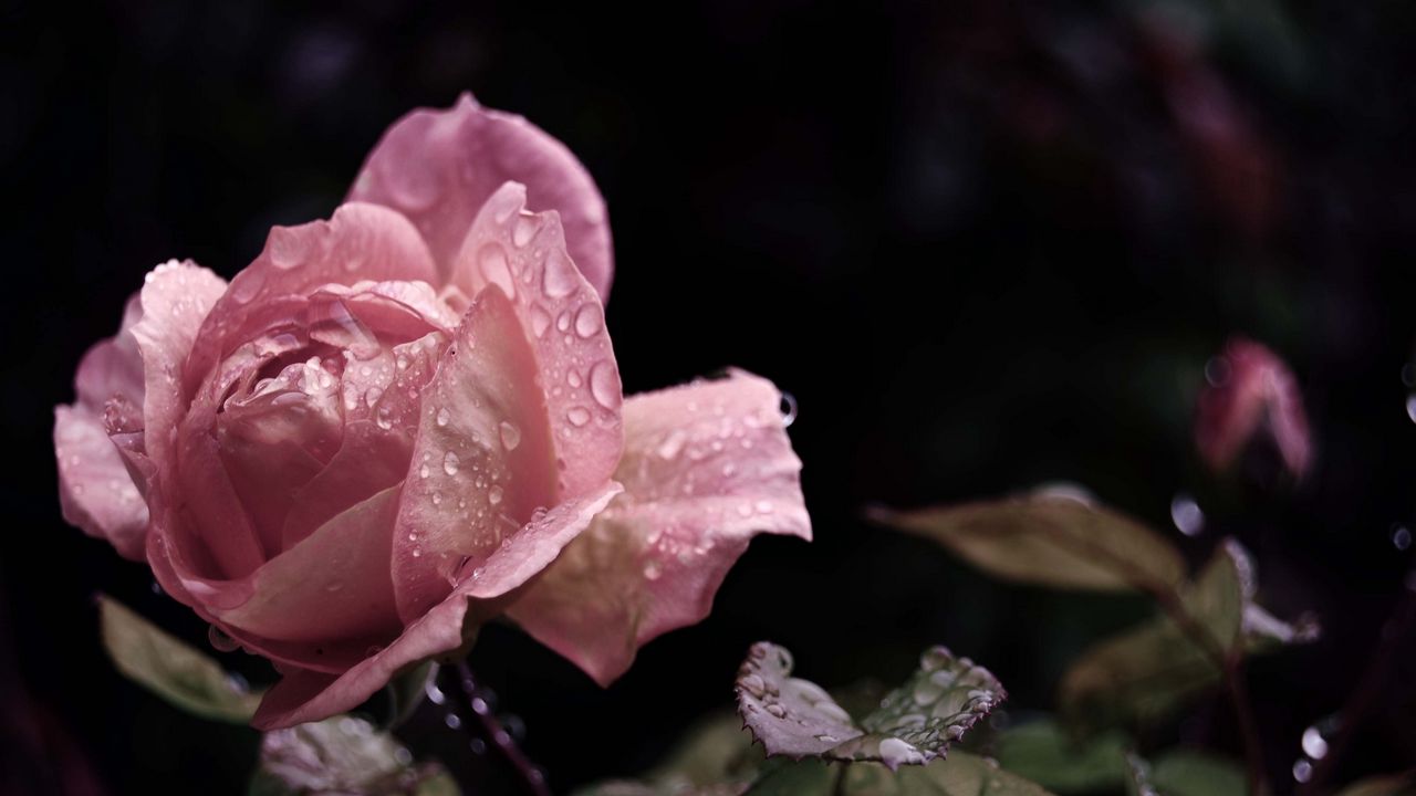 Wallpaper rose, flower, bud, leaf, drops, rain