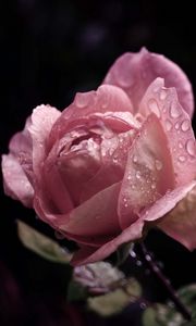 Preview wallpaper rose, flower, bud, leaf, drops, rain