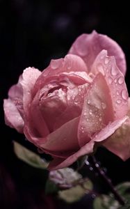 Preview wallpaper rose, flower, bud, leaf, drops, rain