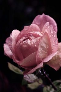 Preview wallpaper rose, flower, bud, leaf, drops, rain