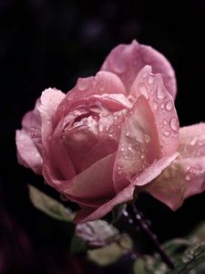 Preview wallpaper rose, flower, bud, leaf, drops, rain