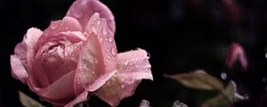 Preview wallpaper rose, flower, bud, leaf, drops, rain