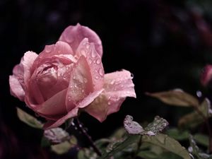 Preview wallpaper rose, flower, bud, leaf, drops, rain