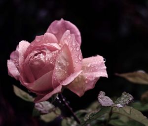 Preview wallpaper rose, flower, bud, leaf, drops, rain