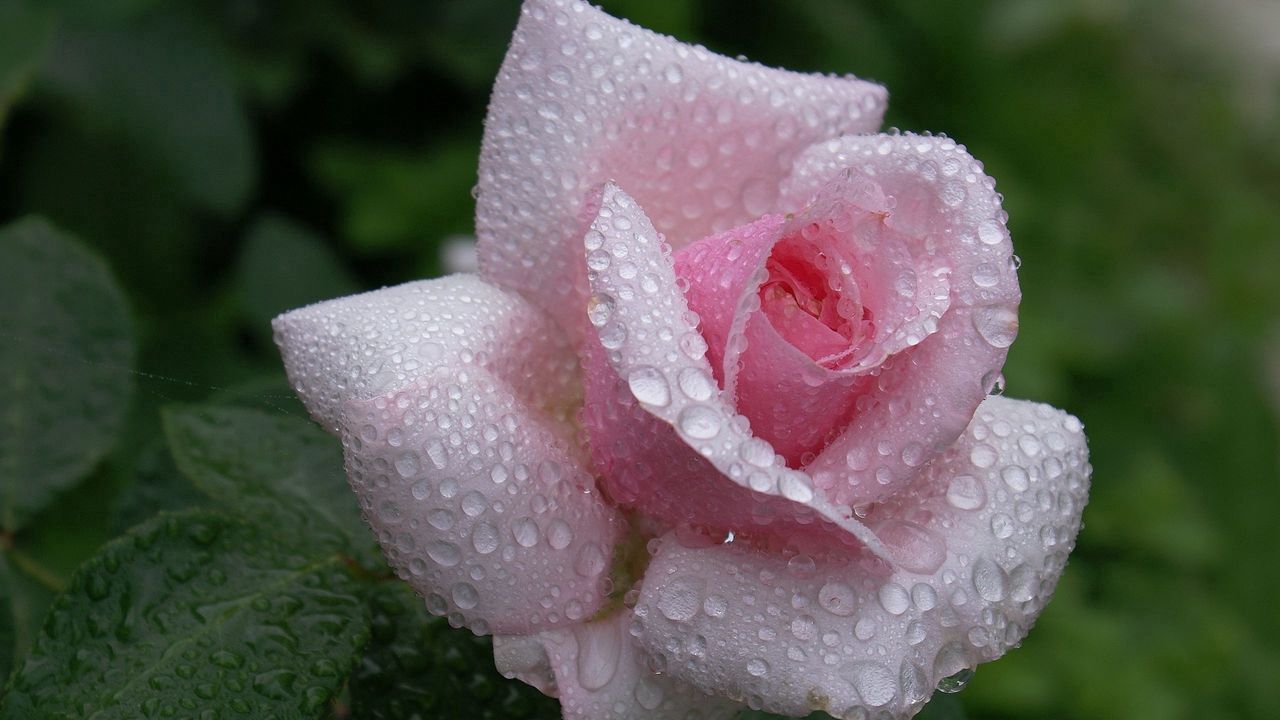 Wallpaper rose, flower, bud, leaf, drop, rain, beautiful