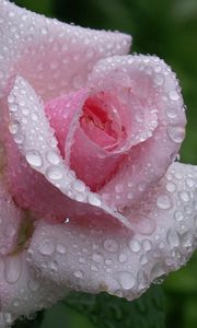 Preview wallpaper rose, flower, bud, leaf, drop, rain, beautiful