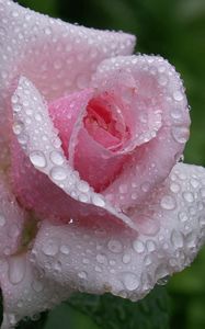 Preview wallpaper rose, flower, bud, leaf, drop, rain, beautiful