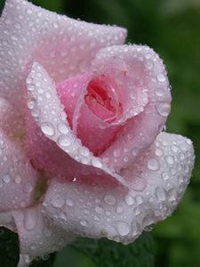 Preview wallpaper rose, flower, bud, leaf, drop, rain, beautiful